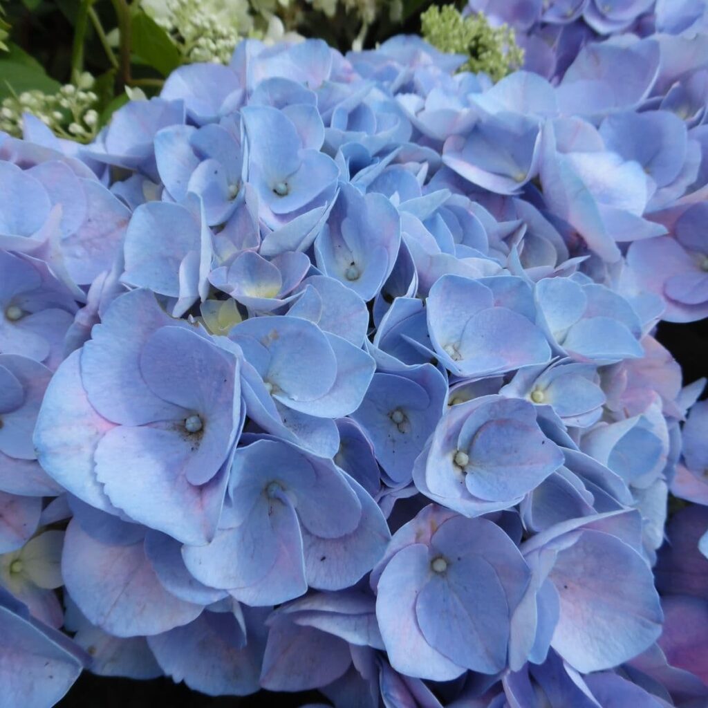 blue-macrophylla-mophead-hydrangea-l-m-landscapes